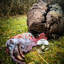 Spur Brand Edition Mouth Calls